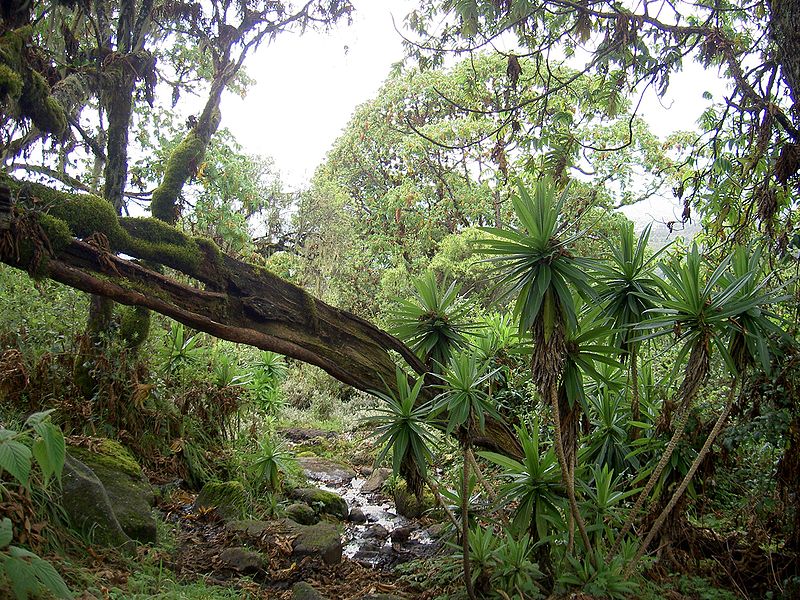 Regenwald in Kenia (c) Chris73