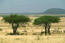 Savanne in der Serengeti