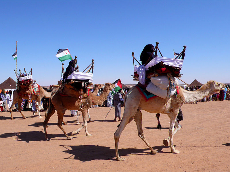 Kamelschau in der Sahara, Tinduf  (c) ecemami