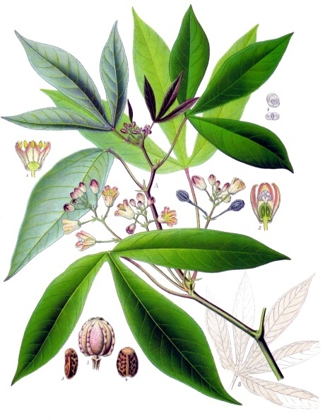 Maniokpflanze (c) Köhlers Medizinal-Pflanzen, Editor at Large gemeinfrei