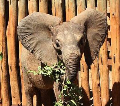 Rorogi, das Elefantenbaby mit etwa fünf Monaten (c) David Sheldrick Fosterin Fund