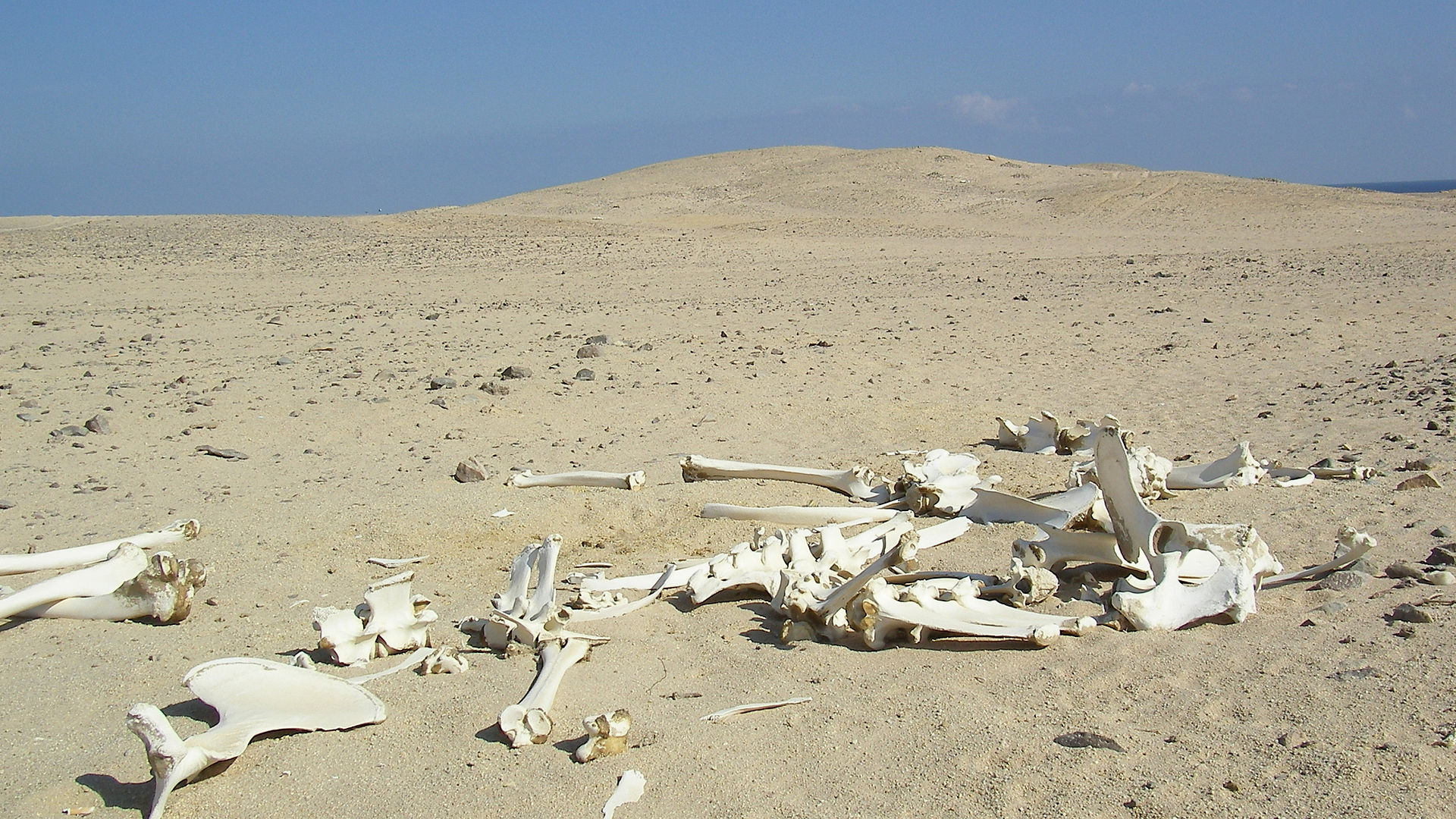 Desert-skelleton-red-sea