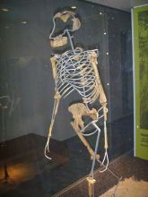 Skelett von Lucy - Nachbildung von Lucys Skelett - Nachbildung im Frankfurter Naturmuseum Senckenberg
