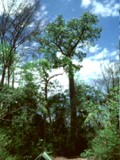 Regenwald in Westafrika (c) C. Hugues