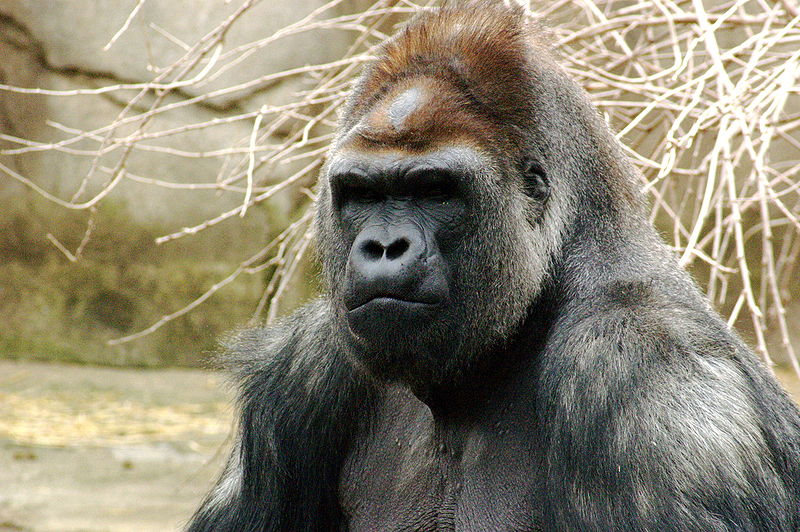 Gorilla (c) Kabir Baki CC BY SA 2.5