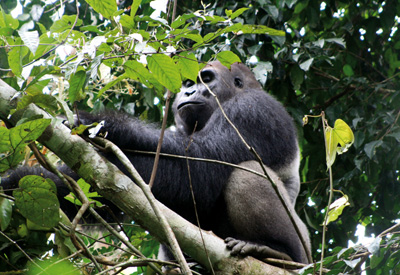 Gorillas leben in den Bergregenwäldern von Kamerun (c) Bertramz
