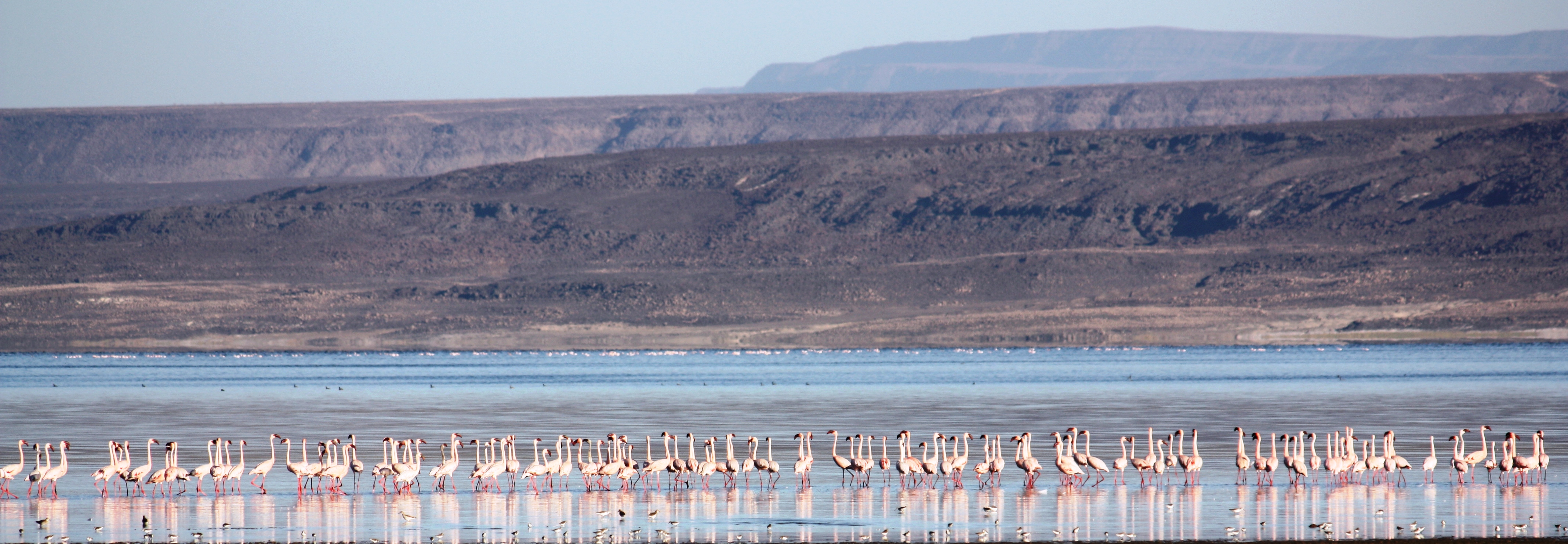 Dschibuti Flamingos