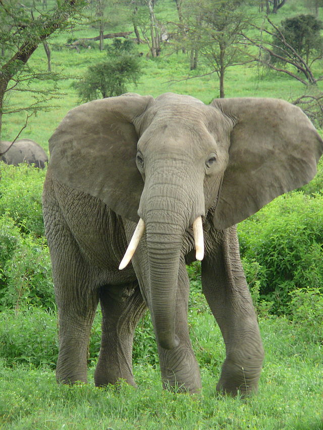 Elephant nahe Ndutu (c) nickandmel2006 BY-SA