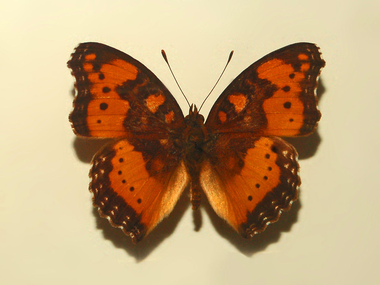 Schmetterling - Precis pelarga (c) Hectonichus CC BY SA 3.0