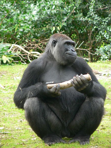 Gorilla (c) Raul654