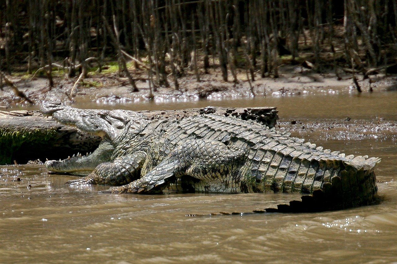 Krokodil im Regenwald