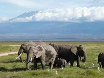 Elephanten vor dem Kilimandscharo (c) M. Disdero