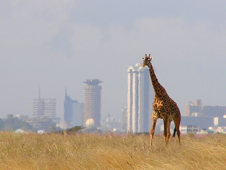 Giraffe im Nairobi National Park (c) Mkimemia