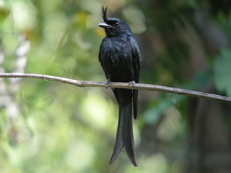 Drongo - der König der Vögel (c) Frank Vassen