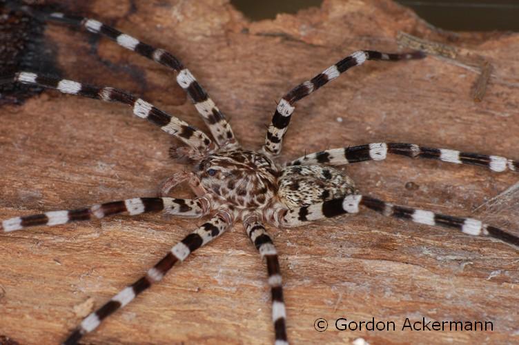 Afrikanische Spinne (c) Gordon Ackermann