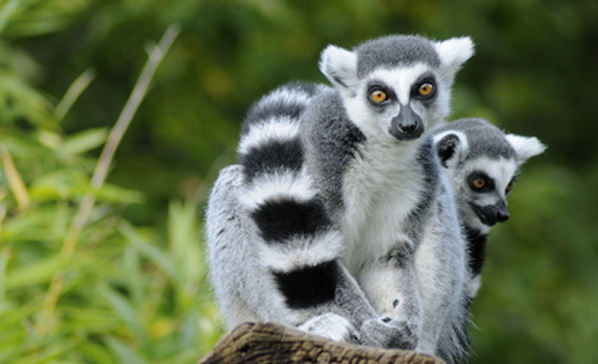 Afrika Junior Lemuren Die Cleveren Halbaffen Von Madagaskar