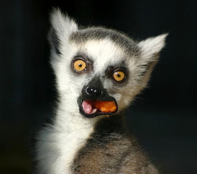 Afrika-Junior Animals of Madagascar