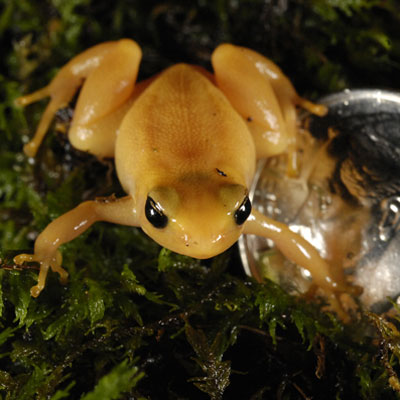 Frosch im Regenwald (c) Ed Mortimer