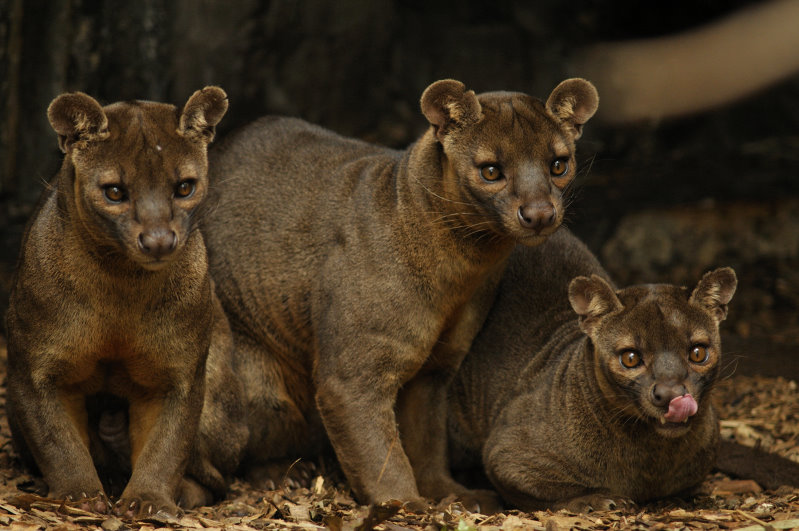 Fossa - Schleichkatze (c) Ran Kirlian