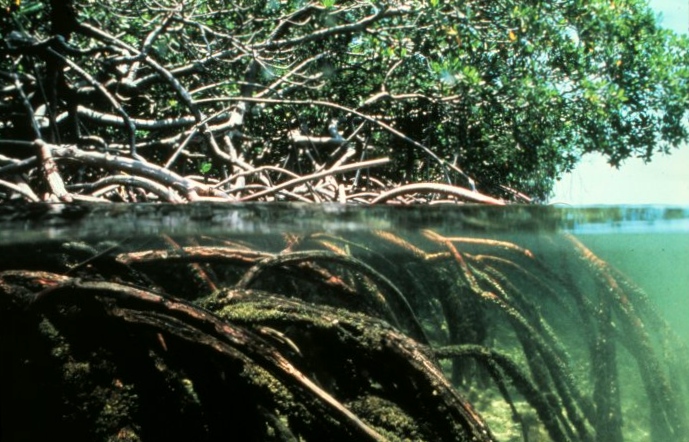 Mangroven mit typischenStelzenwurzeln (c) Überraschungsbilder.