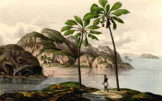 Seychellen auf einer Zeichnungaus dem 19. Jahrhundert (c)  Künstler unbekannt Botanisches Museum Berlin 