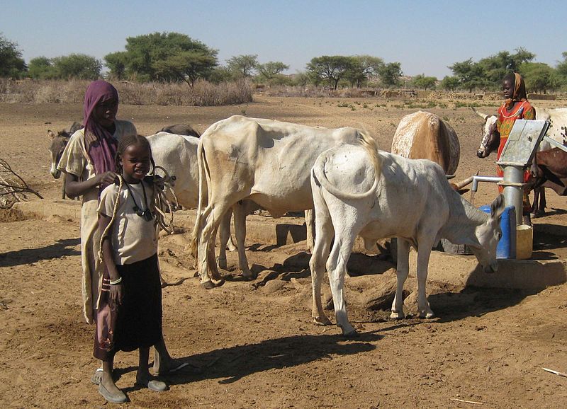Darfur, Rinder an der Tränke (c) COSV 