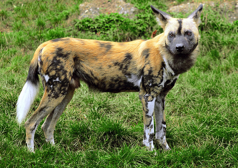 Afrikanischer Wildhund (c) Michael Gabler CC BY SA 3.0