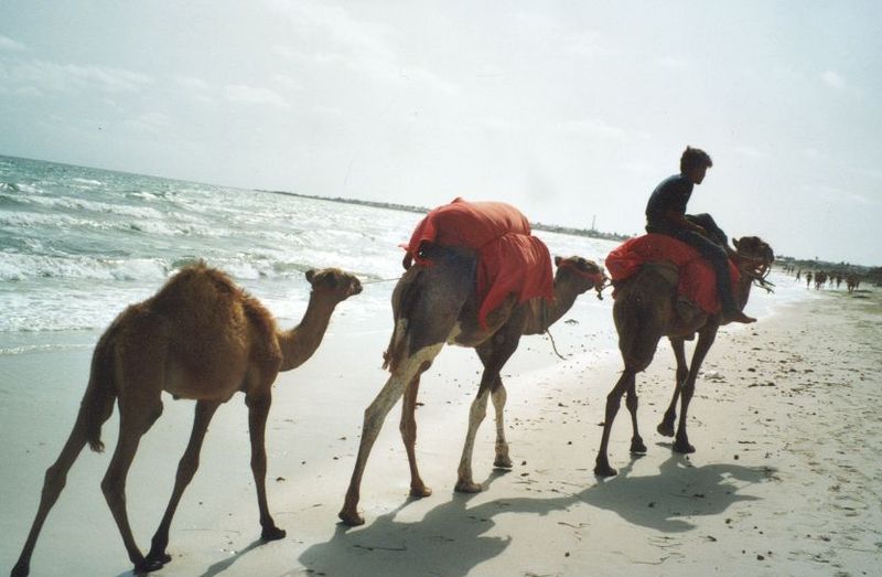 Kamelreiten am Strand von Djerba (c) Paebis