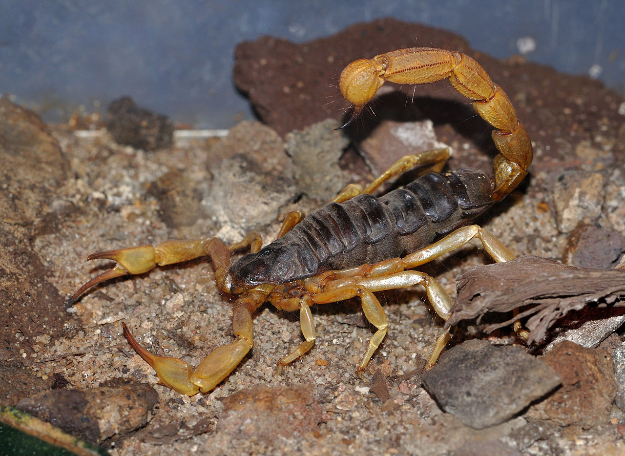 Sahara Dickschwanzskorpion