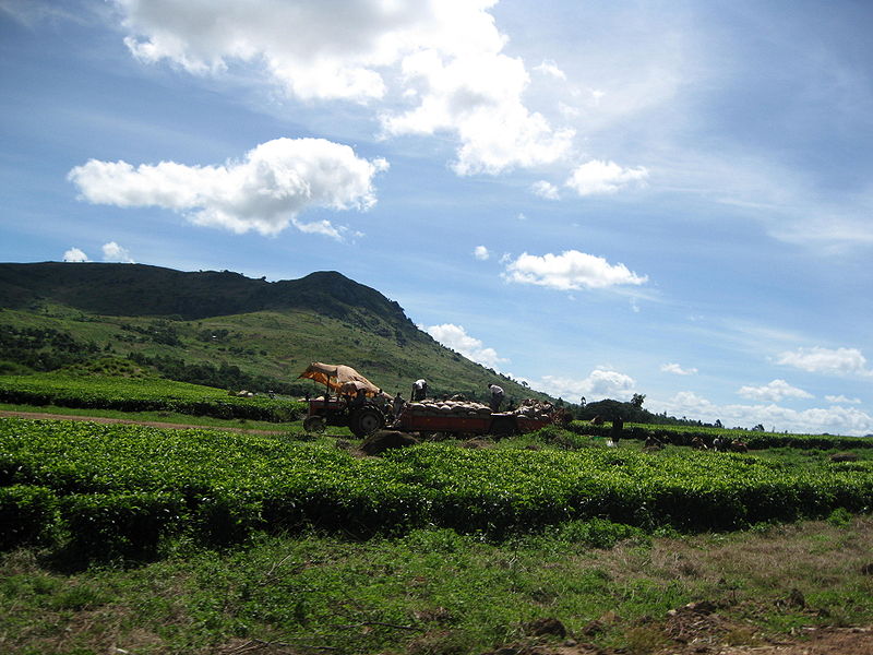 Ernte auf einer Teeplantage im Mulanje Gebiet (c) Papphase