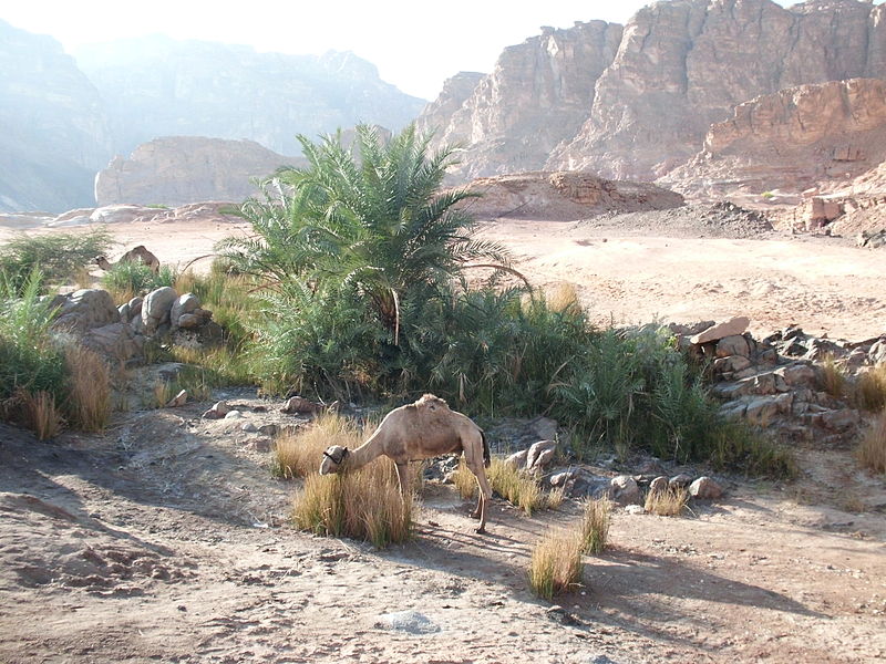 Kleine Oase in Sinai (c) Markoz