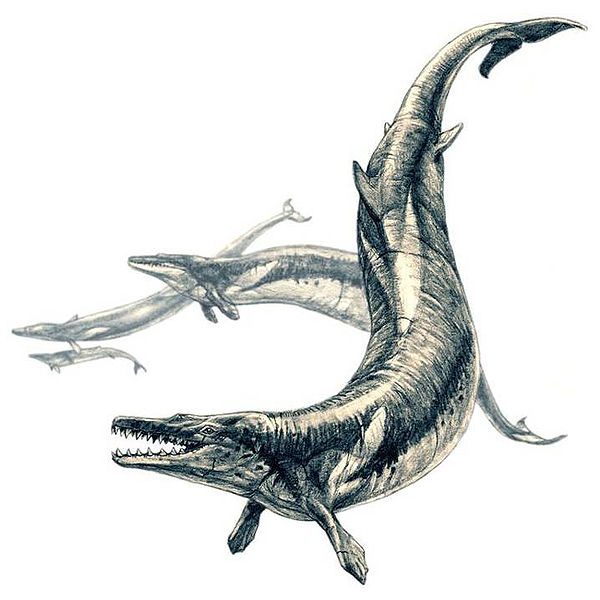 Basilosaurus (c) Pavel Riha