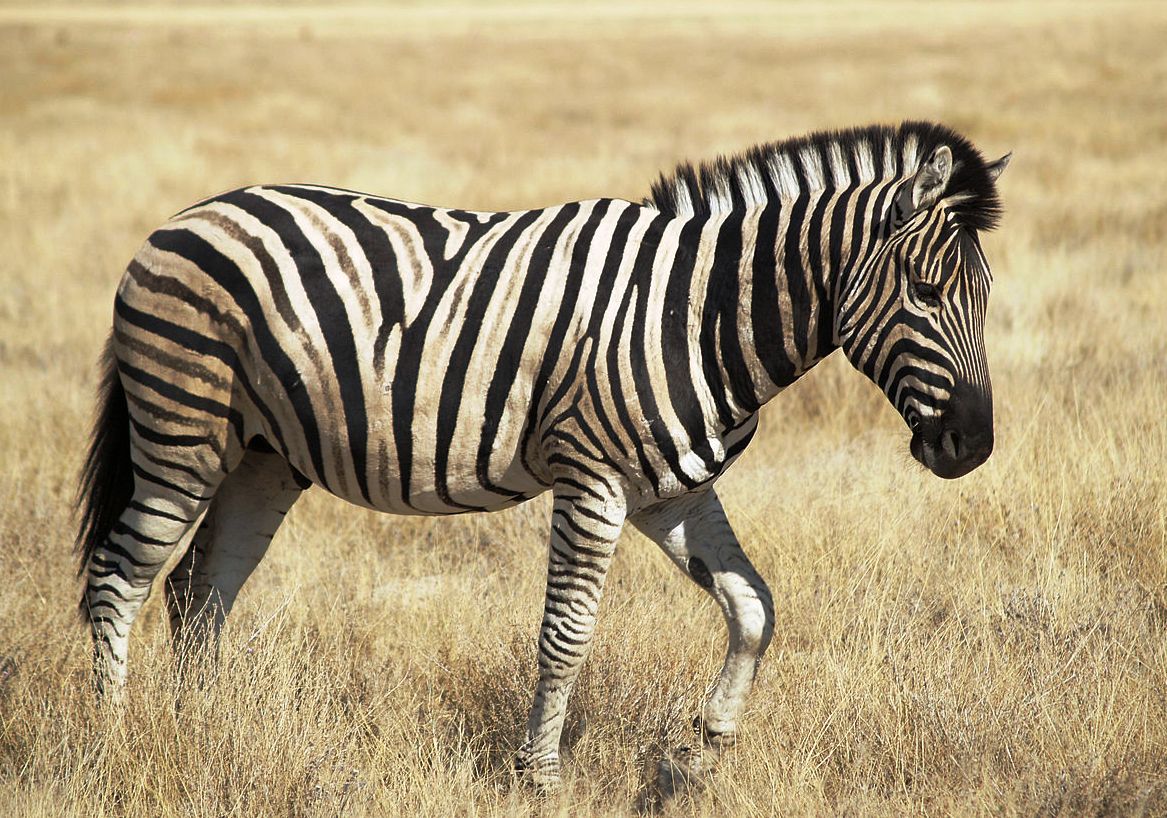 Zebra serengeti