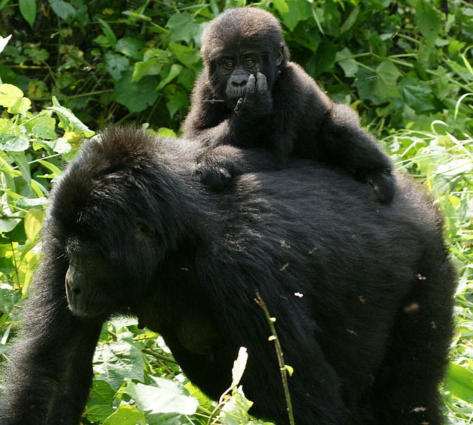 Gorillas