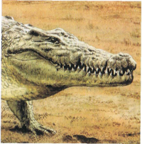 Das deutsche Krokodil eine Geschichte PDF Epub-Ebook