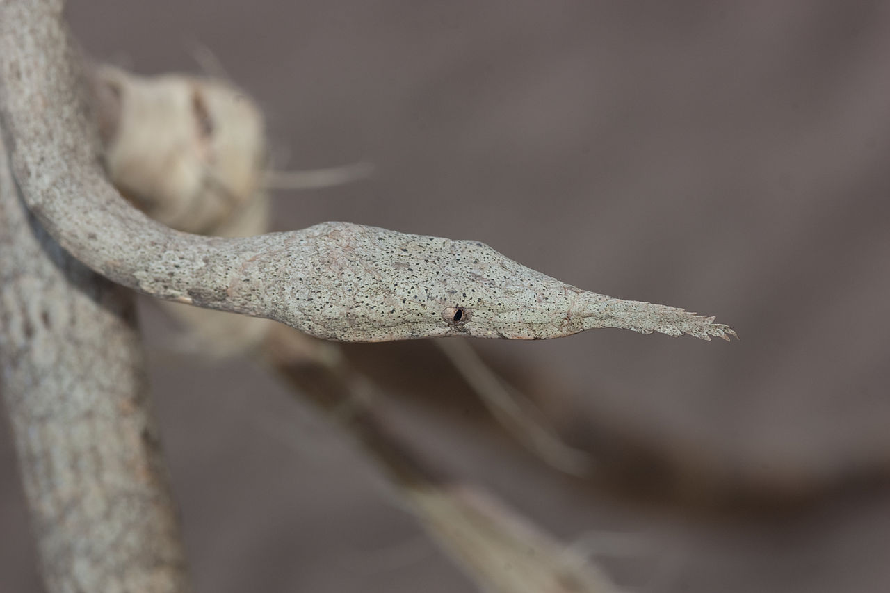 Madagascar leaf-nosed snake