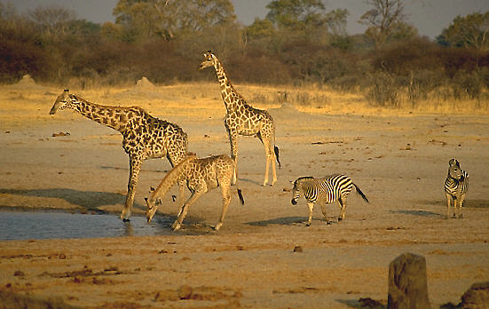 Giraffen an Wasserstelle