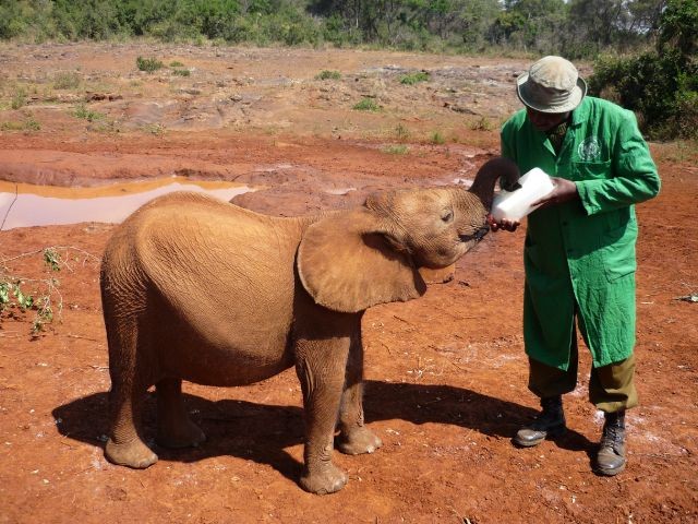 Elefantenbaby wird mit Spezialmilch gefüttert