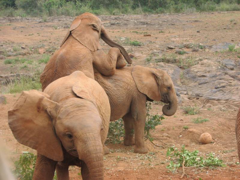 Spielende Elefanten im Elefantenwaisenhaus im Nairobi Nationalpark