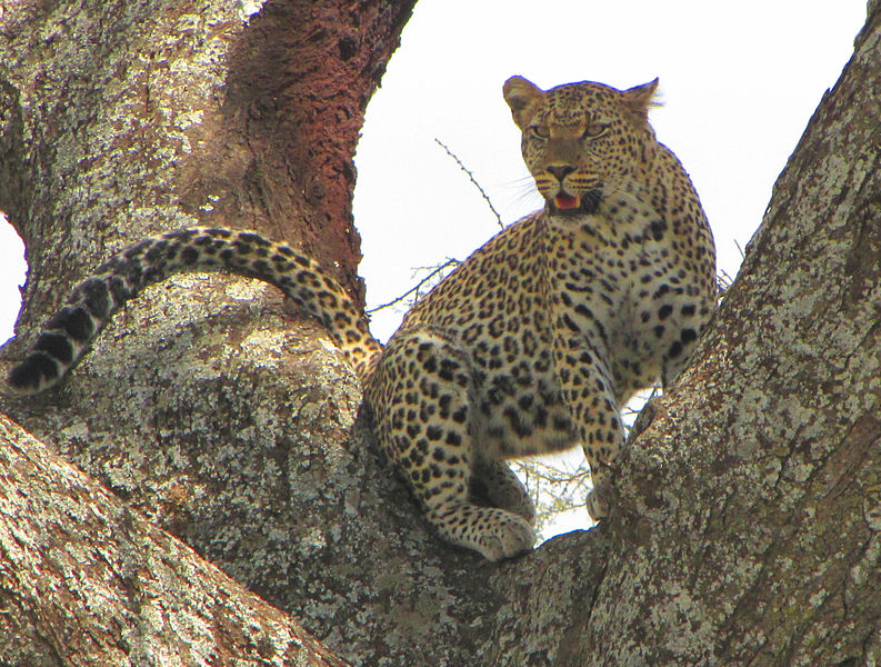 Leopard auf einem Baum