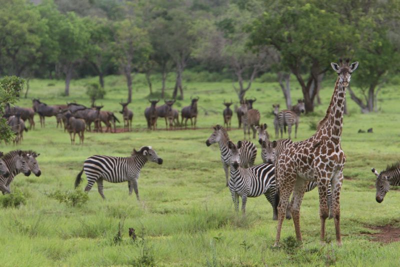Herden in der Savanne Ostafrikas (c) Murky
