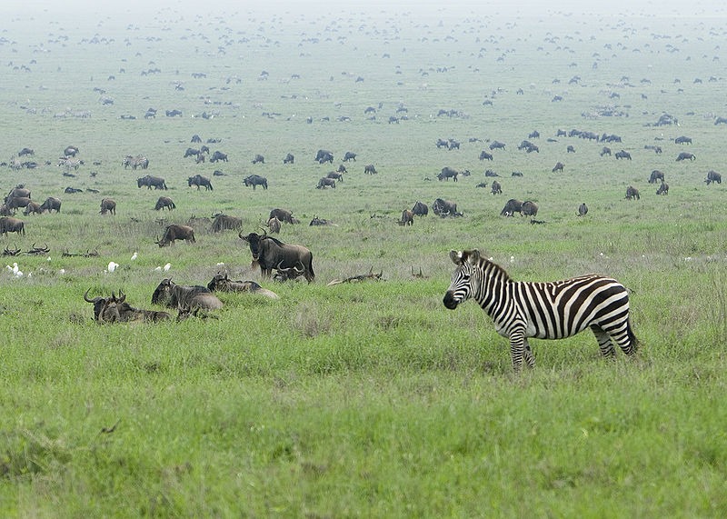 Zebras und Gnus während der großen Migration (c) David Dennis
