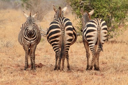 Zebras in der Trockensavanne in Sudan (c) helpster