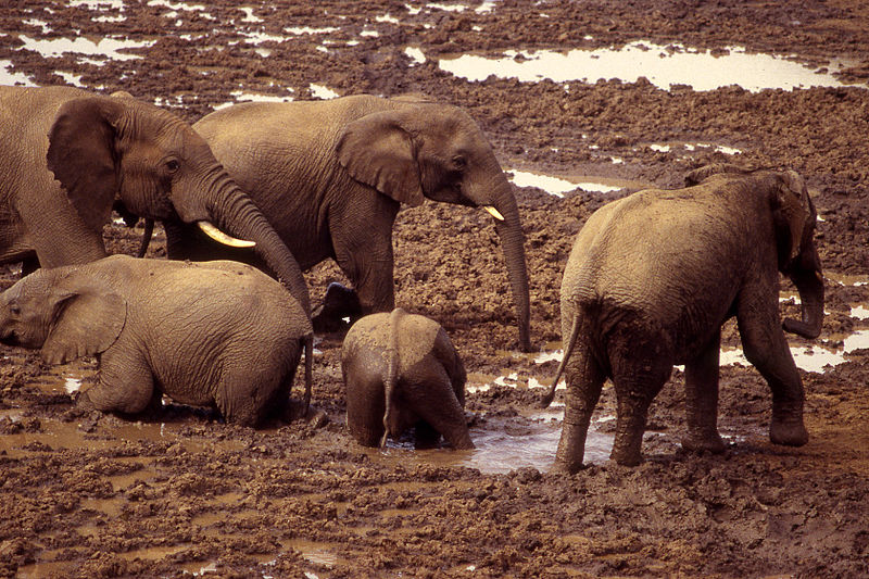 Elefanten nehmen ein Schlammbad