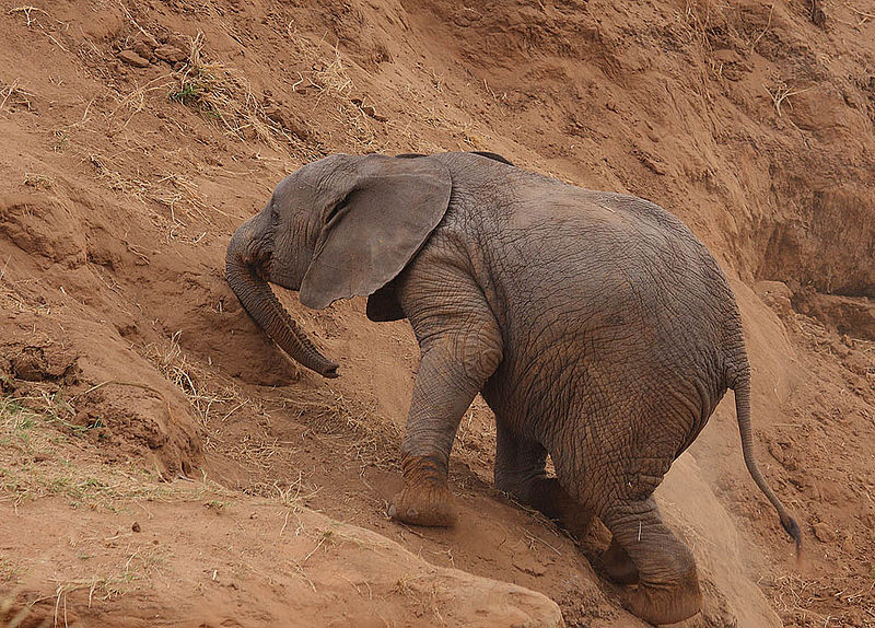Elefantenjunge kämpft sich einen Hügel hinauf
