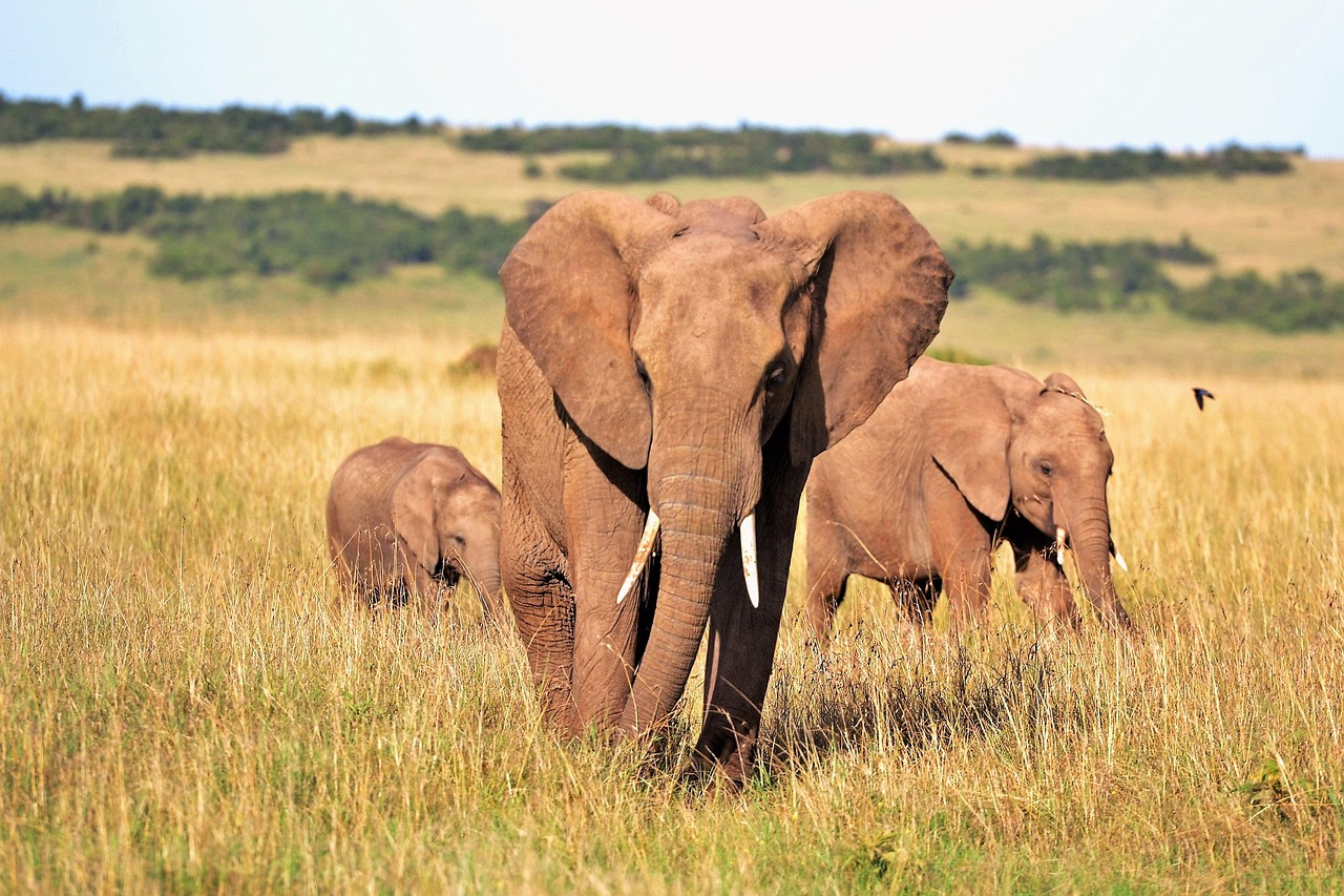 Elephants_in_masai_mara