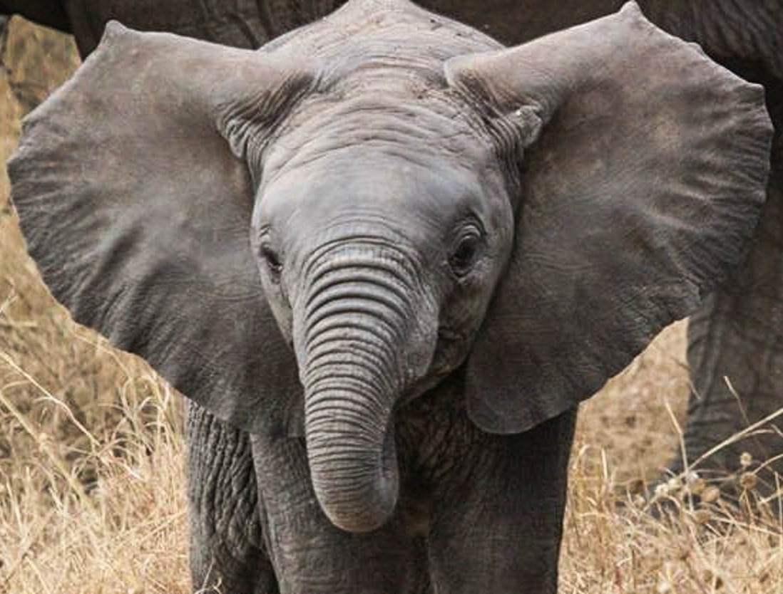 Afrika Junior Tiere Der Regenwalder